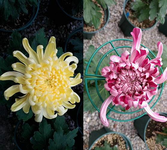 On display are a variety of chrysanthemums